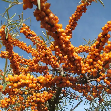 Appartamento Ferienwohnung-meeresblick-rerik *